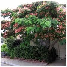 Pomi Albitia(arbori de matase), tamarix,rasaduri fragi,smochini,gutui.