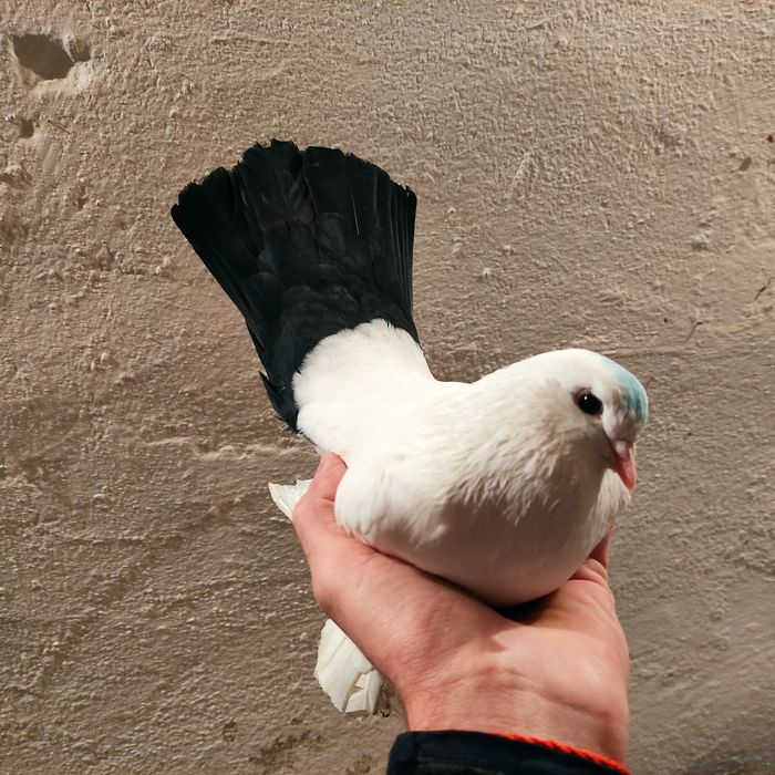 Голуби чернохвостые (персы) 2025 г.