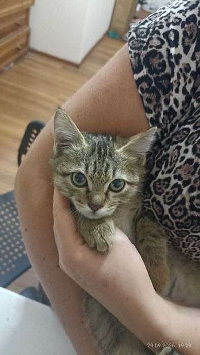 Котенок в добрые руки