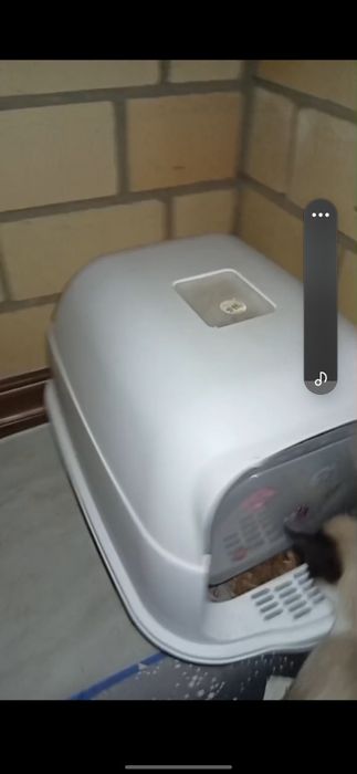 кот шотлданский в добрые руки