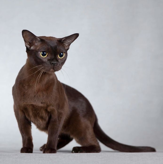 Европейская бурма соболь