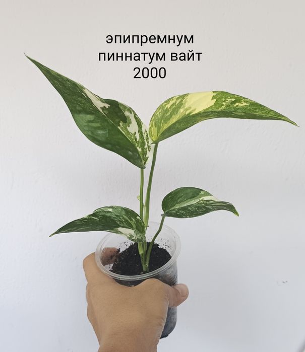 Цветы комнатные, аглаонема