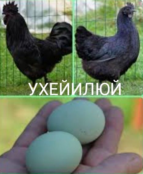 Продам Цыплят. Цены разные..