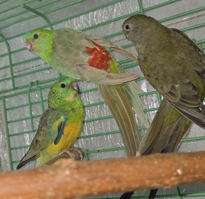 Продам или обменяю певчих попугаев.