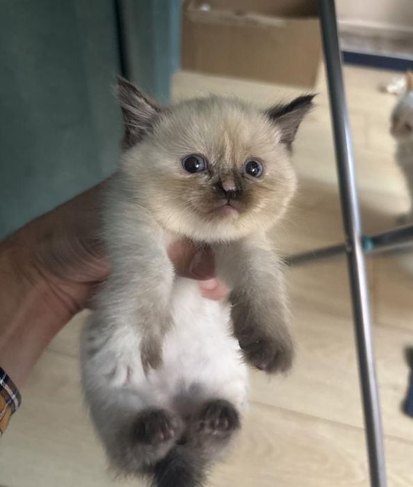 Тайский редгол котята