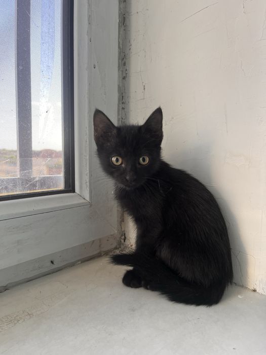 Полностью черный котенок, мальчик