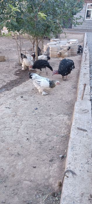 Үндік, күрке, индюшка