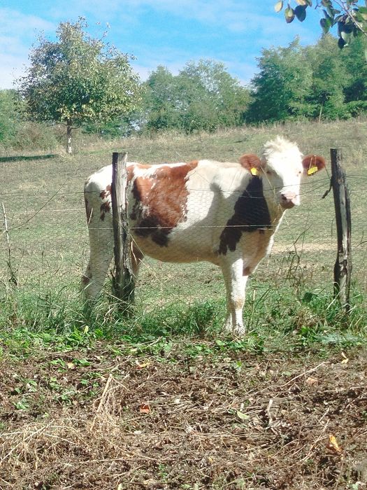 vând vițea de un an și 7 luni