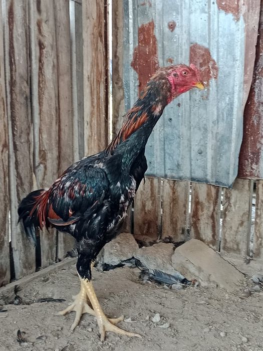Дакан Бойцовский цыплёнок