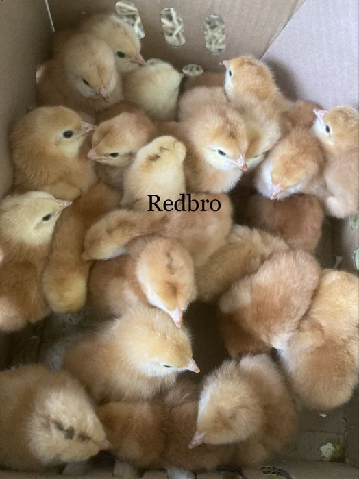 Pui de o zi rasa mixta