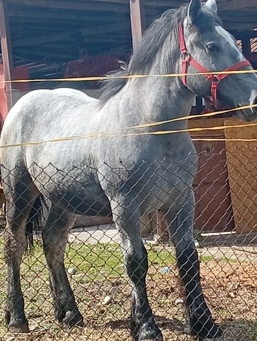 Mânz  sur de vânzare