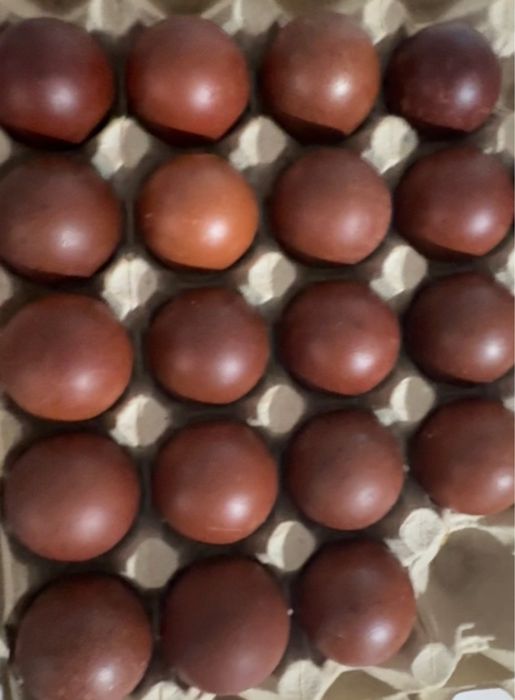 Маран черно-медный