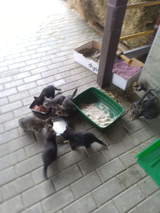 Отдадим котят в хорошие руки