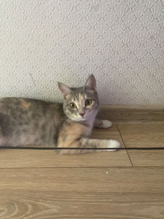 Отдам кошку в добрые руки