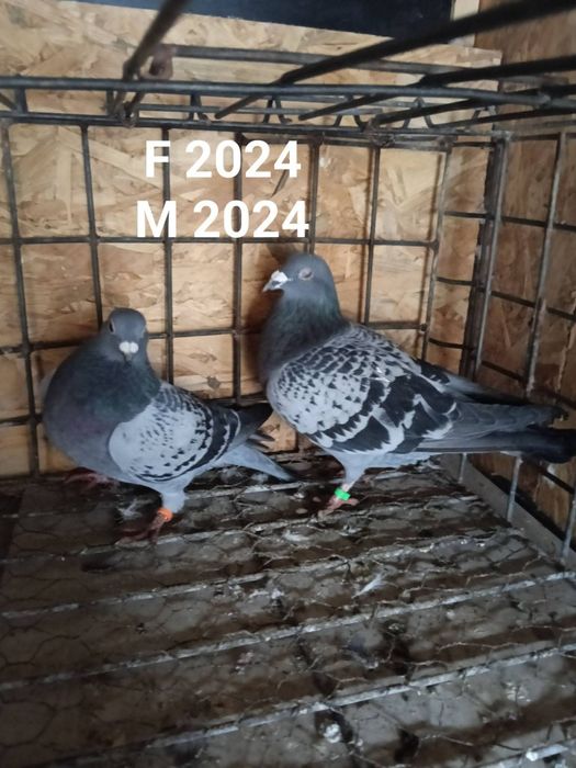 Perechi porumbei voiajori sport