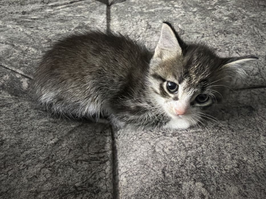 Отдам котёнка в добрые руки