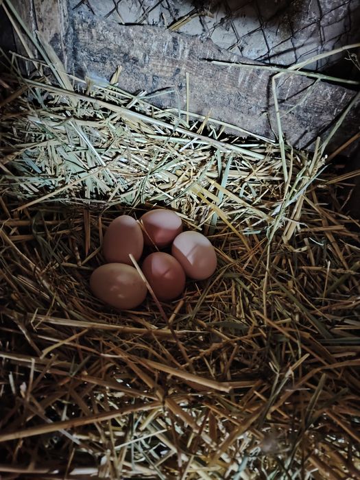 Домашние яйца 70тг