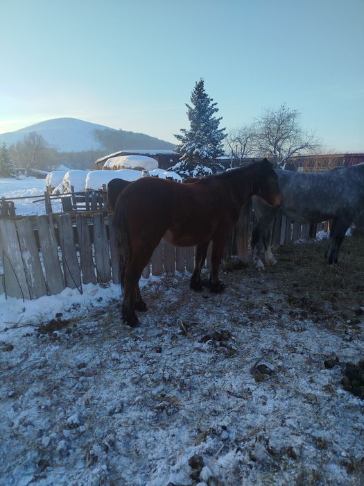 Продам кобылку 1,5 года