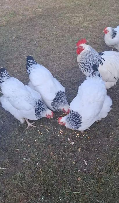 Pui sussex hd si jersey gigant