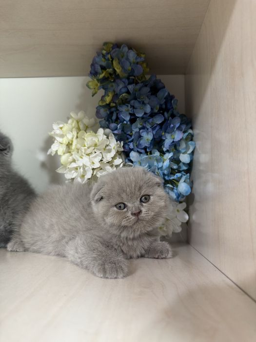 Skottsh fold qiz ogil