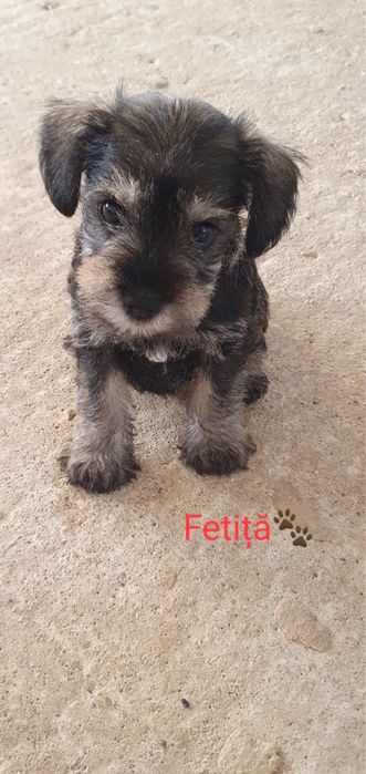 Catei schnautzer pitic