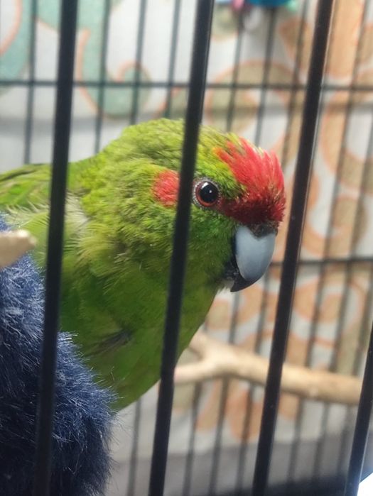 Новозеландский какарик, возраст 1,5 года