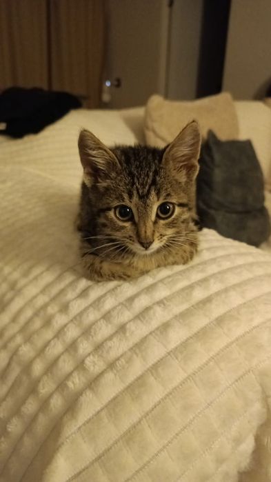 Отдам в добрые руки  котёнка