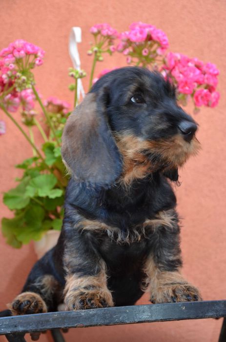 mascul de teckel sarmos standard cu Pedigree A, la 2.5 luni