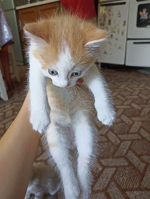 Отдаю котят в добрые руки.