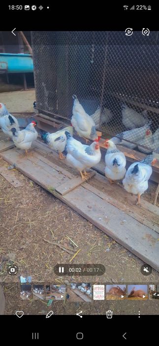 Adler rossiya tovuqlar tuxumi sotiladi