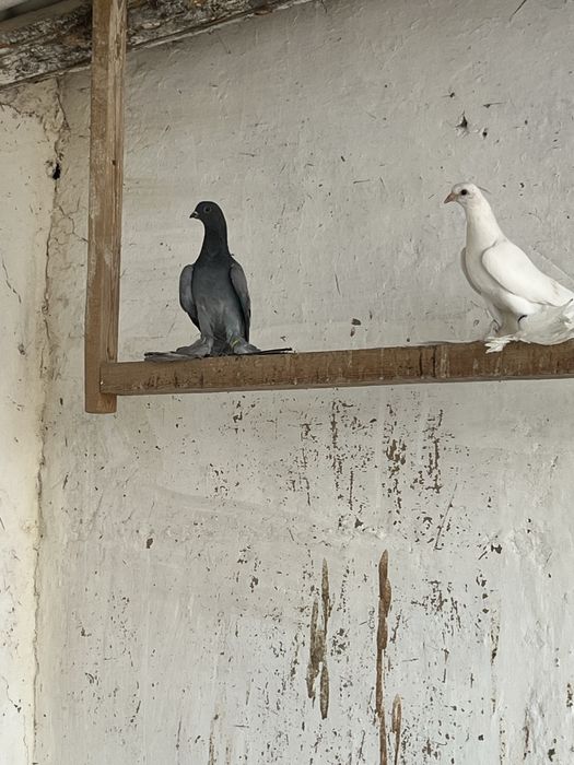 Продам сизых с игрой с тягой