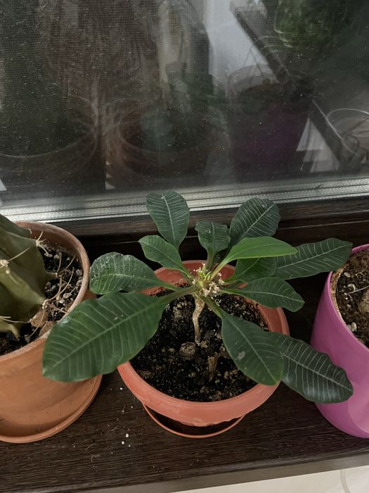 Цветы комнатные, есть разные пишите в личку