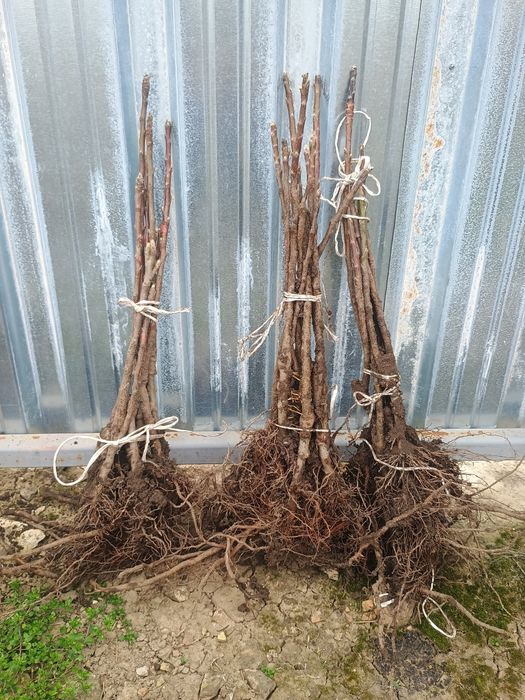 Овощен посадъчен материал 2025