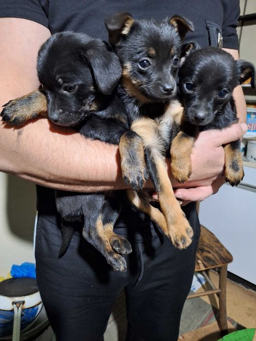 Малки пинчерчета