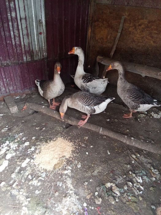 Продам Гус. Каз сатамын.