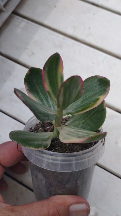 . Кактусы и суккуленты