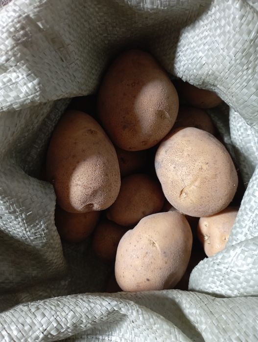 Продам домашний картофель