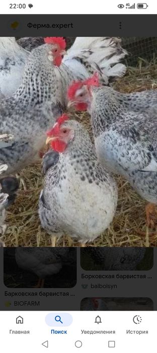 куры барковский барвиста 7 месяцев