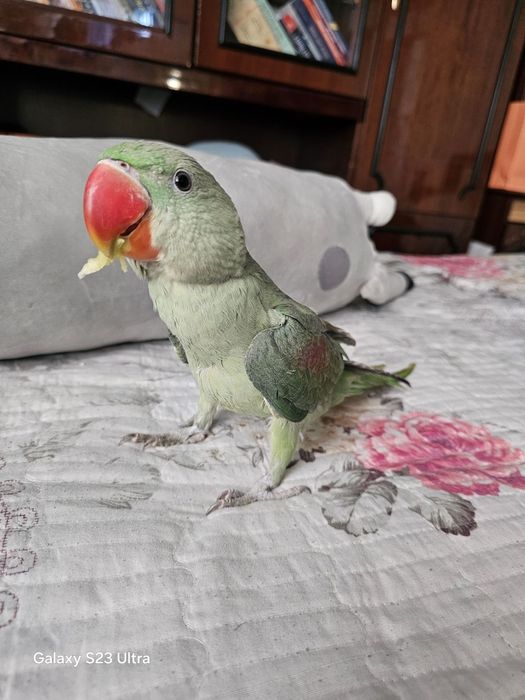 Александровский попугай 9 ойли