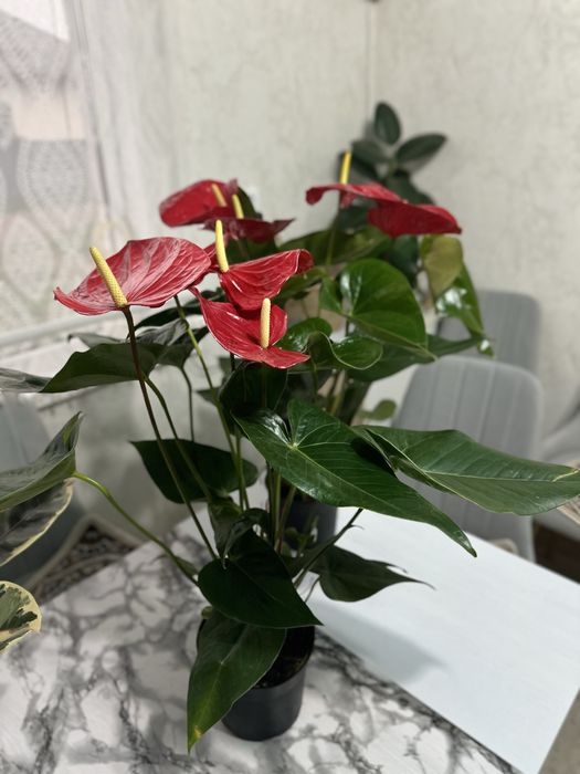 Комнатные цветых