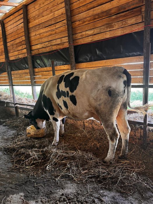 Vaca cu lapte de vanzare