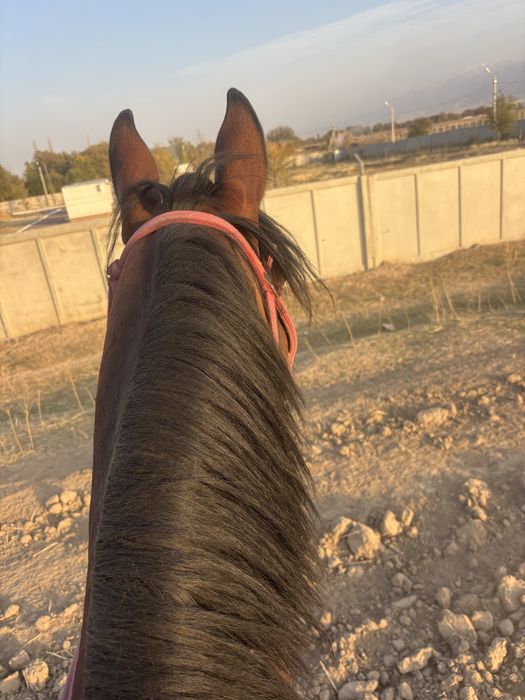 Айгыр молодой красивый