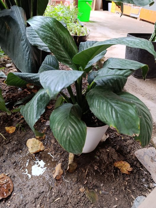 Спатифилум сенсация подростки в 2х и 3х литровых горшках