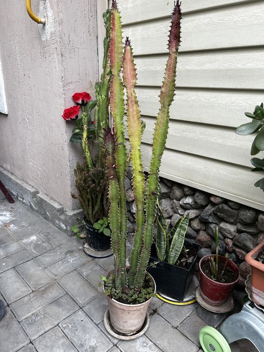 Комнатные растения