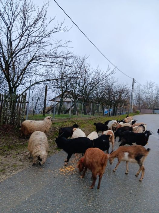 Iez de tăiat  de anul trecut