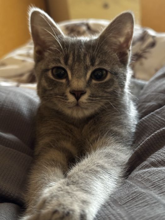 Котенок 7 мес мальчик