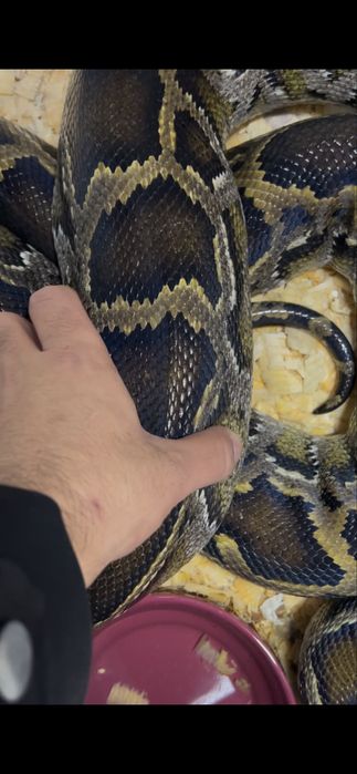 Тигровый питон кпупная змея