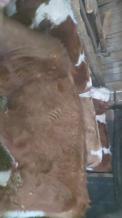 Viței de vânzare înțărcați 3 masculi și o femelă balțați