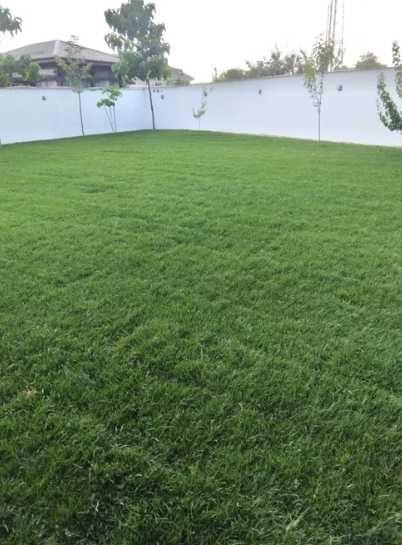 Gazonul Rulou Premium - Alegerea Perfectă pentru Grădina Ta!