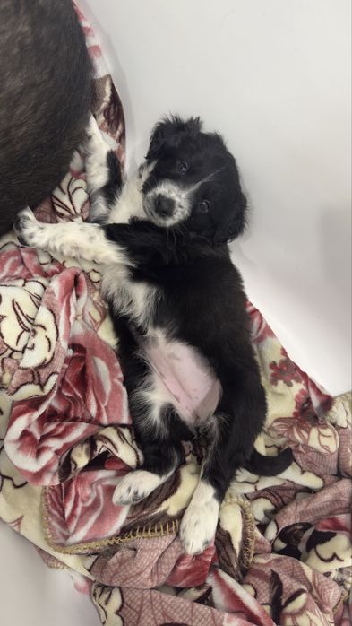 Щенок девочка 1.5 месяца